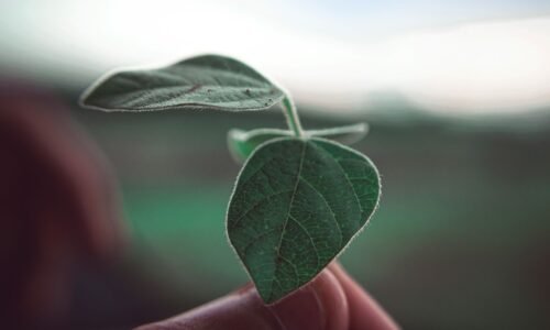 Licenciatura en Gestión Ambiental